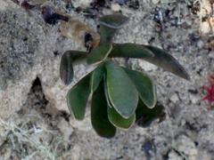 Adromischus caryophyllaceus