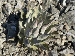 Agave vizcainoensis