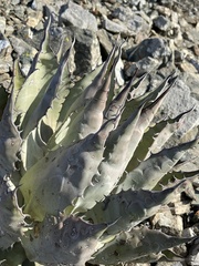 Agave vizcainoensis