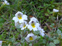 Euphrasia laingii