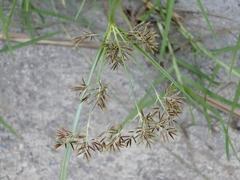 Cyperus longus tenuiflorus
