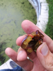 Grapholita funebrana