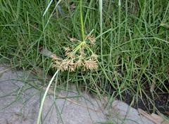 Cyperus longus tenuiflorus
