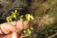 Osteospermum junceum