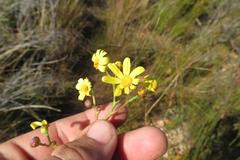 Osteospermum junceum