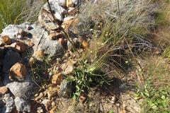 Osteospermum junceum