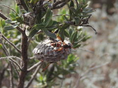 Polistes marginalis