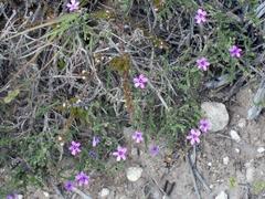 Jamesbrittenia calciphila