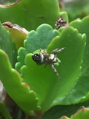 Paraphidippus aurantius