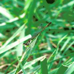 Ischnura posita