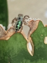 Paraphidippus aurantius