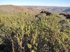 Phylica montana