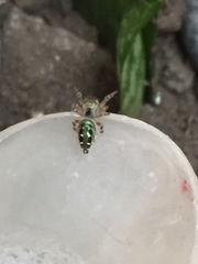 Paraphidippus aurantius