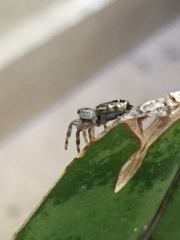 Paraphidippus aurantius