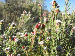 Phylica montana