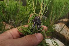 Paranomus esterhuyseniae