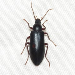 Eupsophulus castaneus