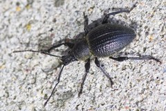 Otiorhynchus pseudonothus