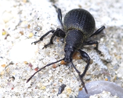 Otiorhynchus pseudonothus