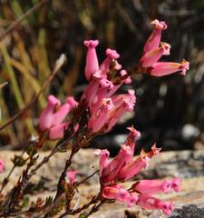 Erica daphniflora daphniflora
