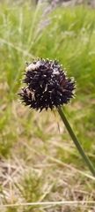Carex melanocephala