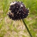 Carex melanocephala - Photo (c) Pyak Andrei, algunos derechos reservados (CC BY-NC), uploaded by Pyak Andrei