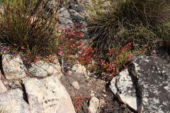 Erica daphniflora daphniflora