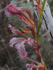 Tritoniopsis elongata