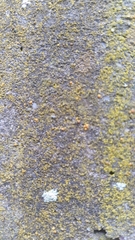 Flavoplaca citrina