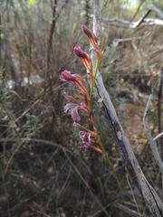Tritoniopsis elongata