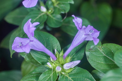 Barleria cristata