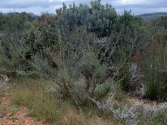 Anginon swellendamense