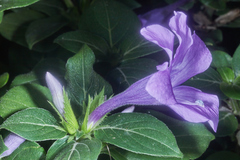Barleria cristata