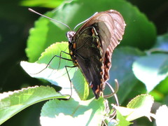 Battus polydamas polydamas