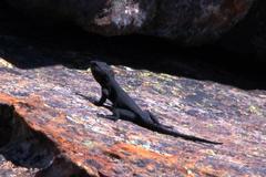 Hemicordylus capensis