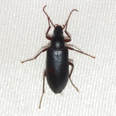 Eupsophulus castaneus