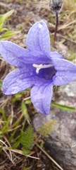 Campanula dasyantha