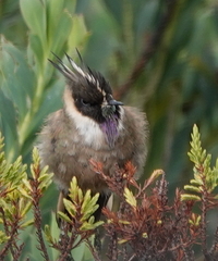 Oxypogon stuebelii