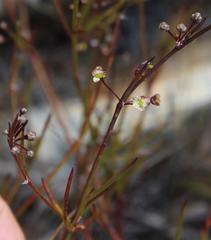 Centella linifolia