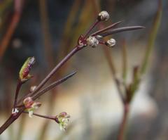 Centella linifolia