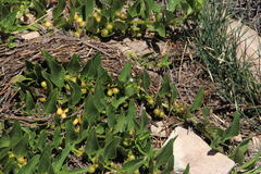 Teedia lucida