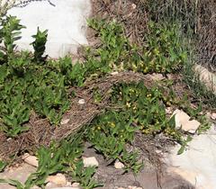 Teedia lucida