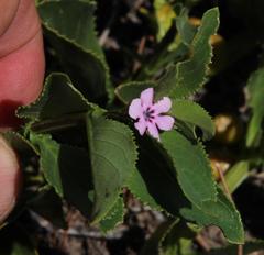 Teedia lucida