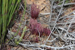 Elegia galpinii