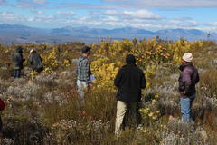 Leucospermum pluridens