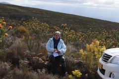 Leucospermum pluridens