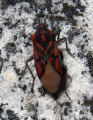 Spilostethus crudelis