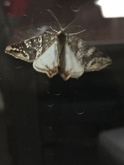 Lepidoptera