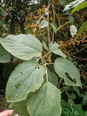 Urera caracasana