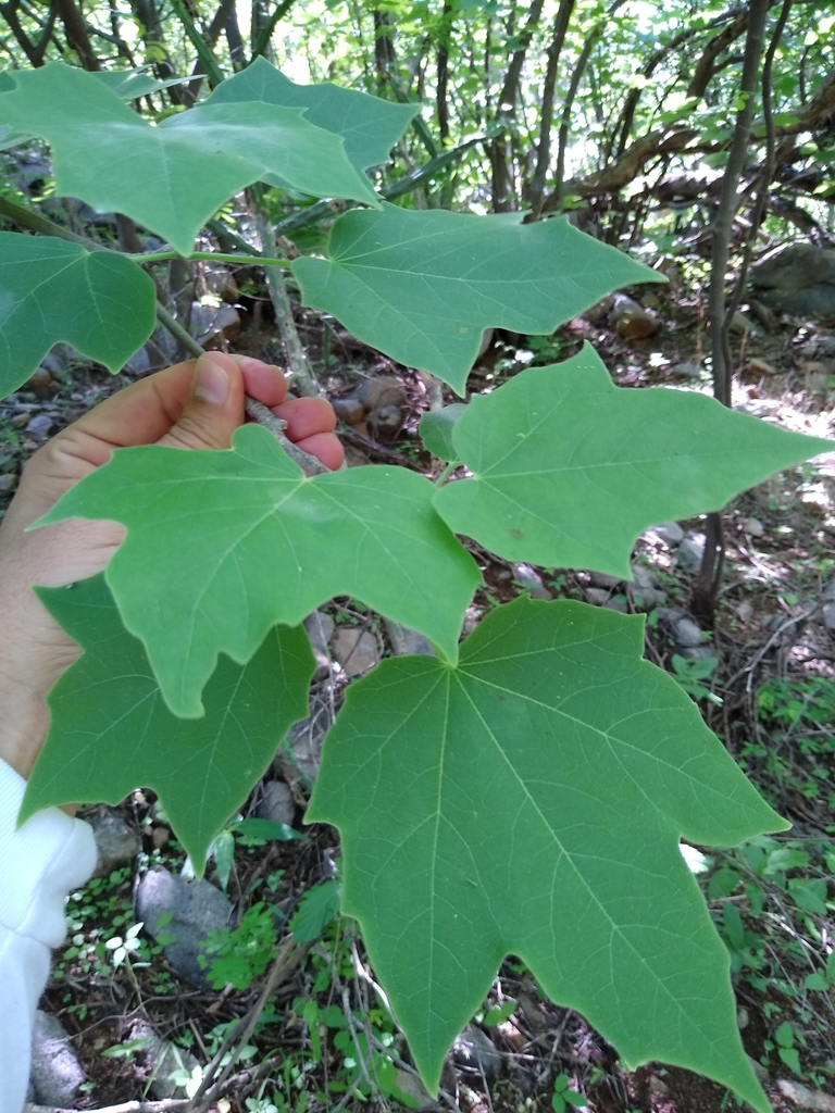 Jatropha malacophylla